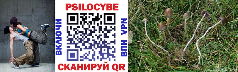 Купить закладки  Морозовск  Псилоцибиновые грибы Psilocybine cubensis 